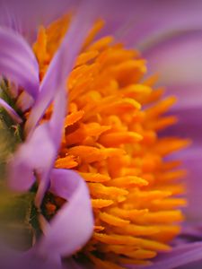 Preview wallpaper flower, bud, pollen, close-up