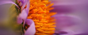 Preview wallpaper flower, bud, pollen, close-up