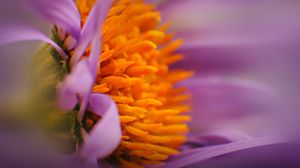 Preview wallpaper flower, bud, pollen, close-up