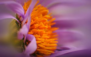 Preview wallpaper flower, bud, pollen, close-up