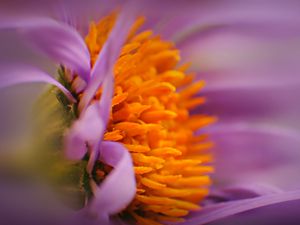 Preview wallpaper flower, bud, pollen, close-up