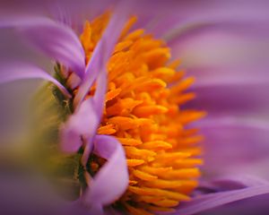 Preview wallpaper flower, bud, pollen, close-up