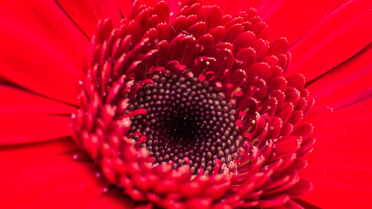 Wallpaper flower, bud, red, close-up, petals