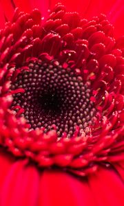 Preview wallpaper flower, bud, red, close-up, petals