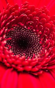 Preview wallpaper flower, bud, red, close-up, petals