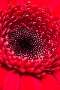 Preview wallpaper flower, bud, red, close-up, petals