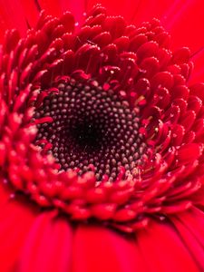 Preview wallpaper flower, bud, red, close-up, petals