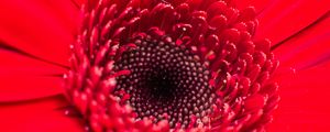 Preview wallpaper flower, bud, red, close-up, petals