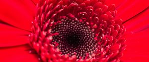 Preview wallpaper flower, bud, red, close-up, petals