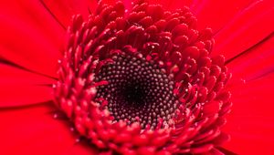 Preview wallpaper flower, bud, red, close-up, petals