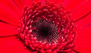 Preview wallpaper flower, bud, red, close-up, petals