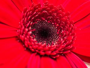 Preview wallpaper flower, bud, red, close-up, petals