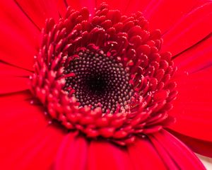 Preview wallpaper flower, bud, red, close-up, petals