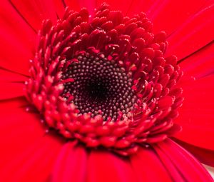 Preview wallpaper flower, bud, red, close-up, petals