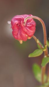 Preview wallpaper flower, bud, red, plant