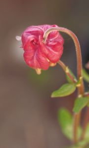 Preview wallpaper flower, bud, red, plant