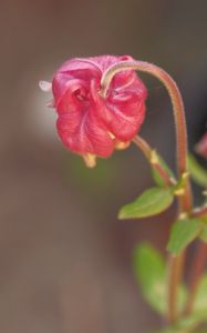 Preview wallpaper flower, bud, red, plant