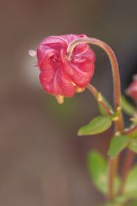 Preview wallpaper flower, bud, red, plant