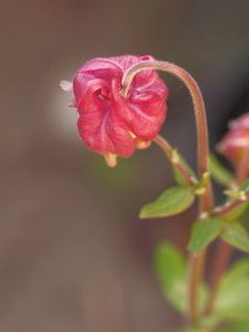 Preview wallpaper flower, bud, red, plant