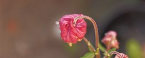 Preview wallpaper flower, bud, red, plant