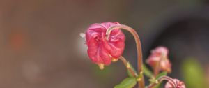 Preview wallpaper flower, bud, red, plant