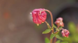 Preview wallpaper flower, bud, red, plant