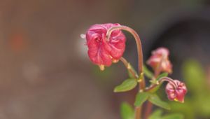 Preview wallpaper flower, bud, red, plant