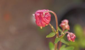 Preview wallpaper flower, bud, red, plant