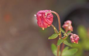 Preview wallpaper flower, bud, red, plant