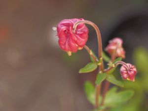 Preview wallpaper flower, bud, red, plant