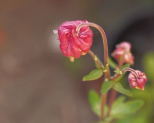 Preview wallpaper flower, bud, red, plant