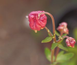 Preview wallpaper flower, bud, red, plant