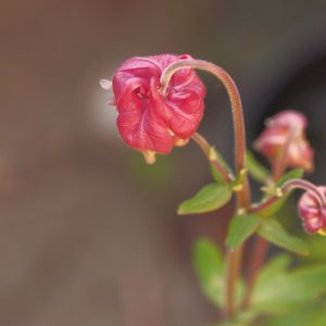 Preview wallpaper flower, bud, red, plant