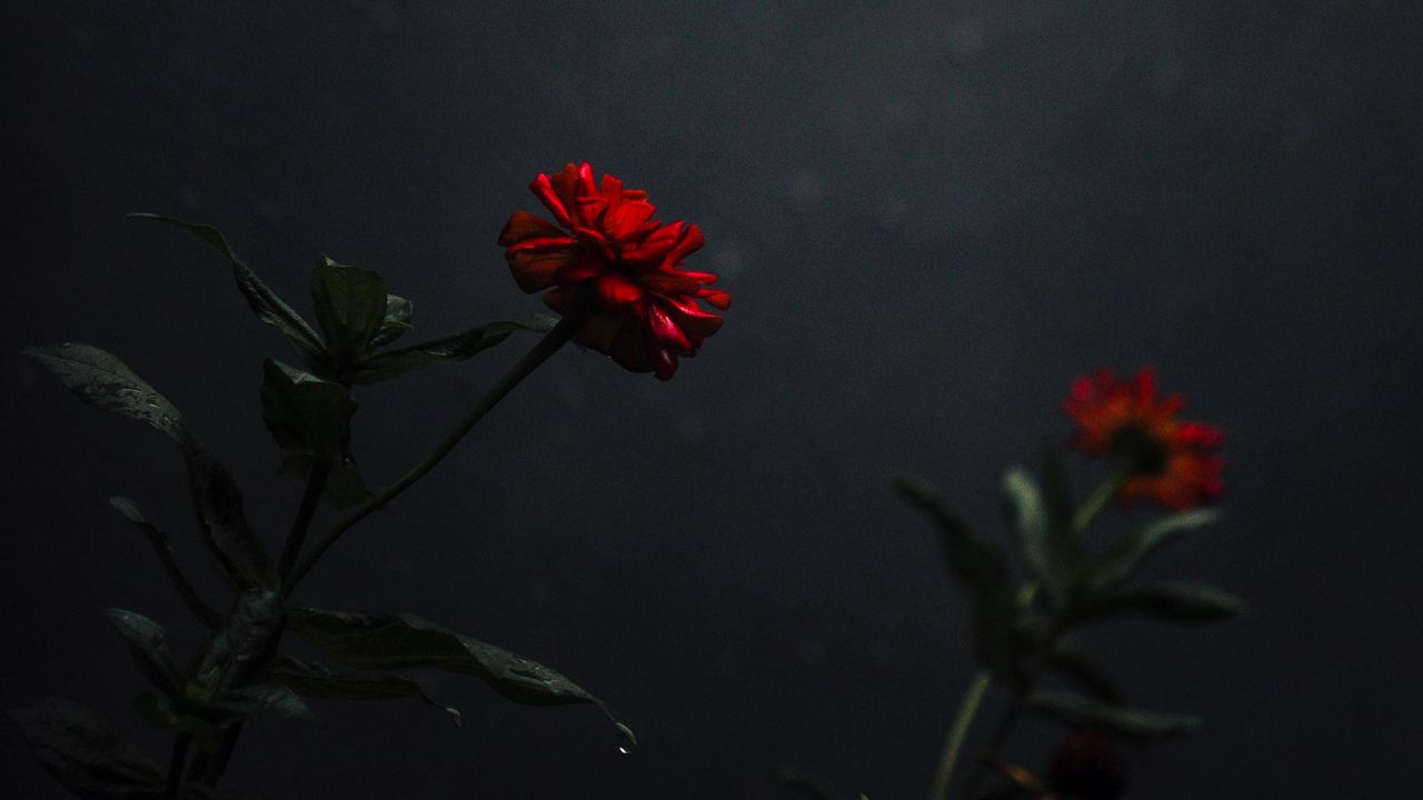 Wallpaper flower, bud, red, dark, stem