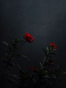 Preview wallpaper flower, bud, red, dark, stem