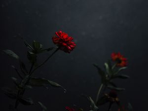 Preview wallpaper flower, bud, red, dark, stem