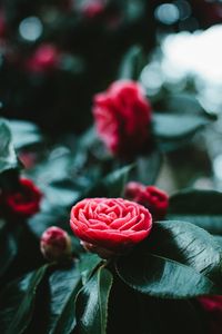 Preview wallpaper flower, bud, red, leaves, bloom