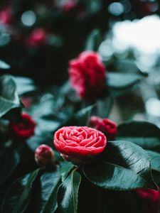 Preview wallpaper flower, bud, red, leaves, bloom