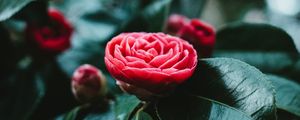 Preview wallpaper flower, bud, red, leaves, bloom