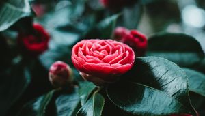 Preview wallpaper flower, bud, red, leaves, bloom