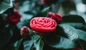 Preview wallpaper flower, bud, red, leaves, bloom