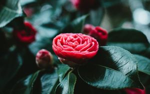 Preview wallpaper flower, bud, red, leaves, bloom