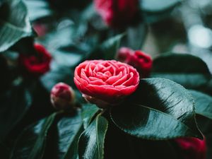 Preview wallpaper flower, bud, red, leaves, bloom