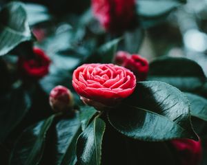 Preview wallpaper flower, bud, red, leaves, bloom