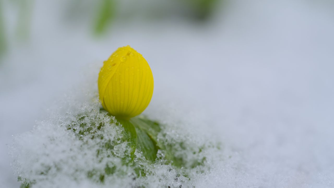 Wallpaper flower, bud, snow, macro, drops