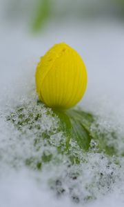 Preview wallpaper flower, bud, snow, macro, drops