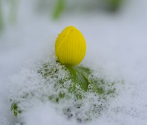 Preview wallpaper flower, bud, snow, macro, drops