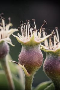 Preview wallpaper flower, bud, spines, three