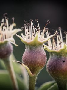 Preview wallpaper flower, bud, spines, three