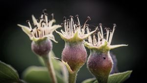 Preview wallpaper flower, bud, spines, three